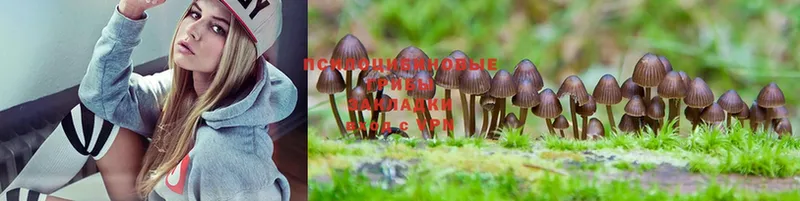 Псилоцибиновые грибы Magic Shrooms  где найти наркотики  Касимов 